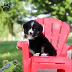 Roamer, Miniature Australian Shepherd Puppy
